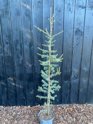 125-150 cm, C7.5