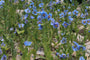 Blauer Mohn - Meconopsis Concreteicifolia