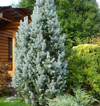 Blaufichte - Picea pungens 'Iseli Fastigiate'