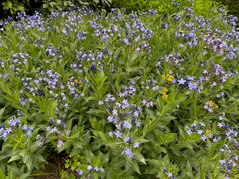 Blauer Stern - Amsonia tabernaemontana