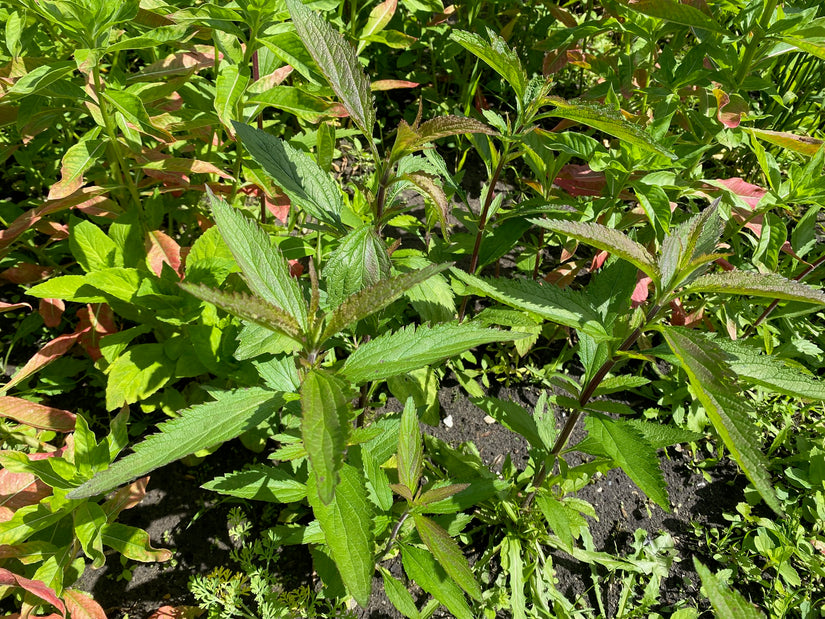 Blaues Eisenkraut - Verbena Hastata