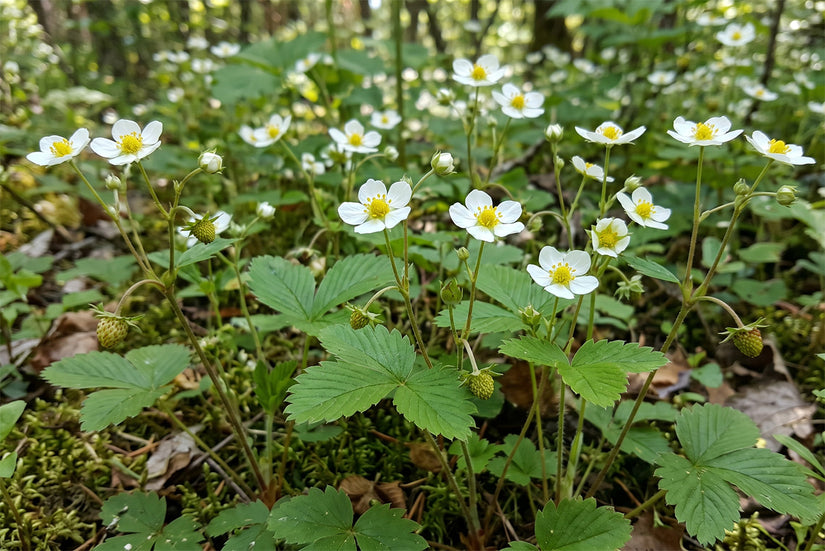 Bio-Walderdbeere - Fragaria vesca