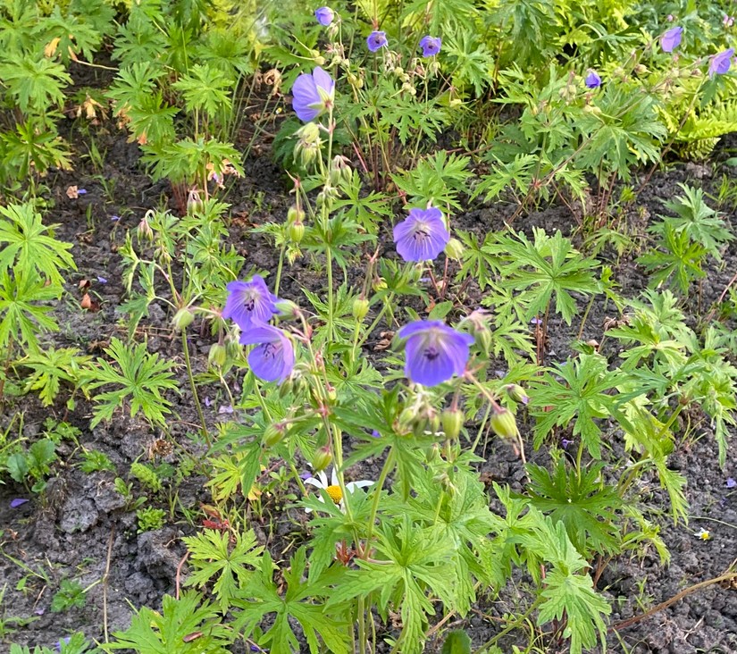 Wiesen-Storchschnabel - Geranium pratense