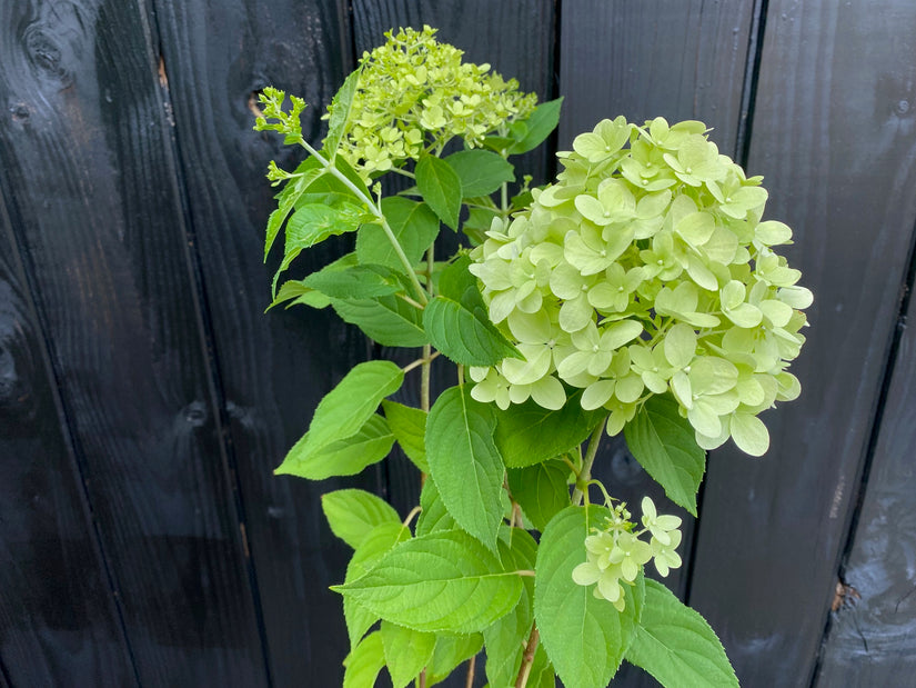 Rispenhortensie - Hydrangea paniculata 'Limelight'