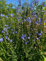 Wilder Chicorée - Cichorium intybus