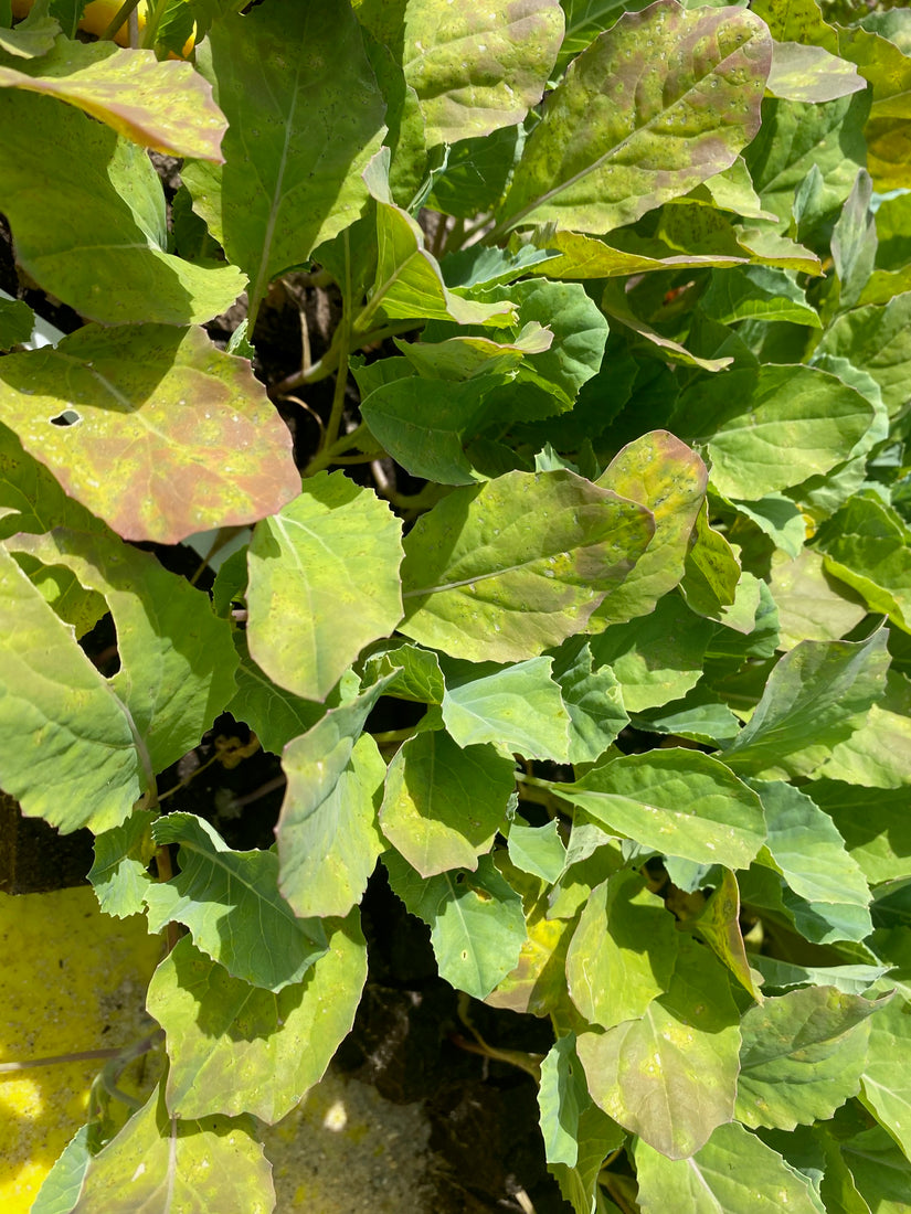 Blumenkohl - Brassica oleracea botrytis cauliflora