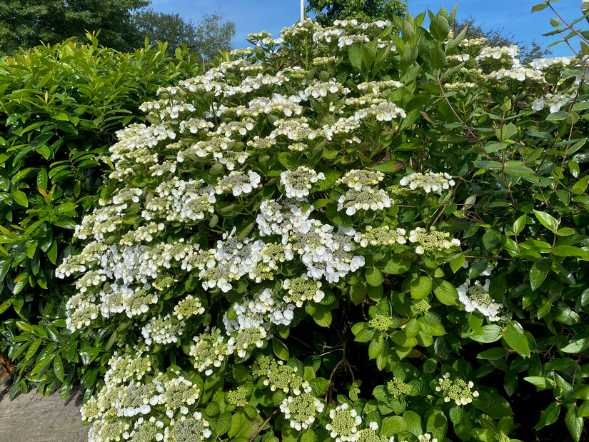 Bauernhortensie - Hydrangea Macrophylla