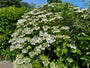 Bauernhortensie - Hydrangea Macrophylla