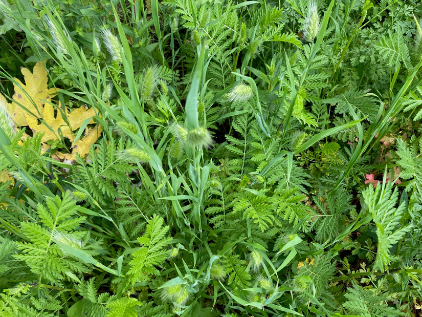 Bio-Rainfarn - Tanacetum vulgare