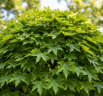 Bulb Pin Oak - Quercus palustris 'Green Dwarf' Stamm 180 cm, insgesamt 250-275 cm
