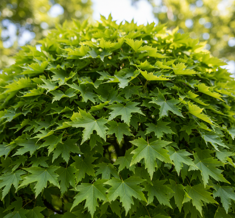 Bulb Pin Oak - Quercus palustris 'Green Dwarf' Stamm 180 cm, insgesamt 250-275 cm