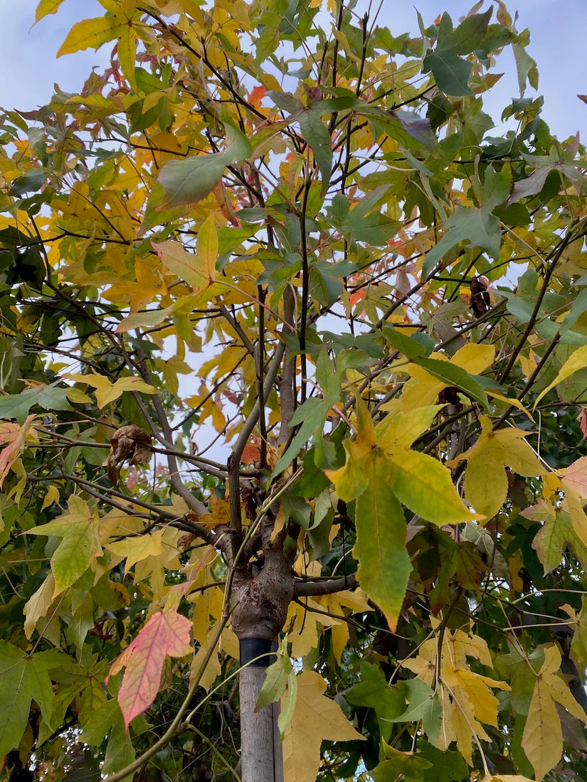 Amberbaum - Liquidambar styraciflua 'Gum Ball'