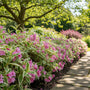 Weigelie - Weigela 'Nana Variegata'