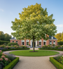 Bunter Spitzahorn - Acer platanoides 'Drummondii'