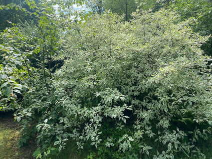 Bunter Hartriegel - Cornus Alternifolia