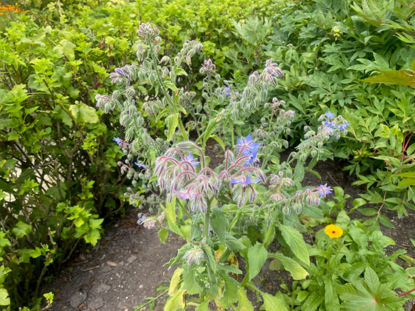 Borretsch - Borago pygmaea-Pflanze