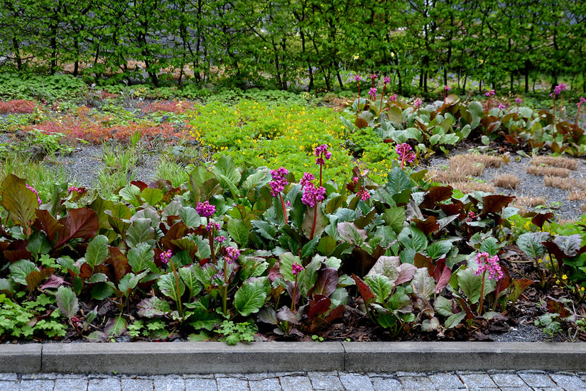 Bio-Schuhmacherpflanze - Bergenia cordifolia 'Rotblum'