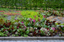 Bio-Schuhmacherpflanze - Bergenia cordifolia 'Rotblum'
