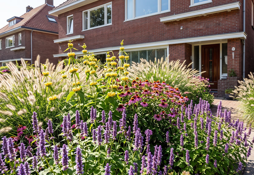 Bio-Süßholzpflanze - Agastache 'Black Adder'