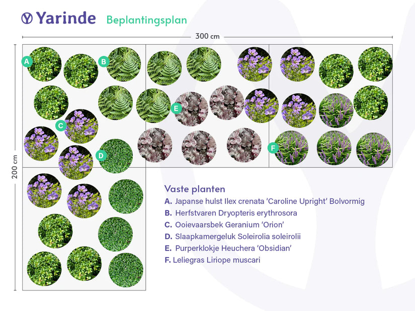 Liliengras – Liriope muscari TIPP