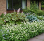 Schuimbloem - Tiarella cordifolia op de voorgrond met varens, hosta, brunnera en rodgersia gecombineerd