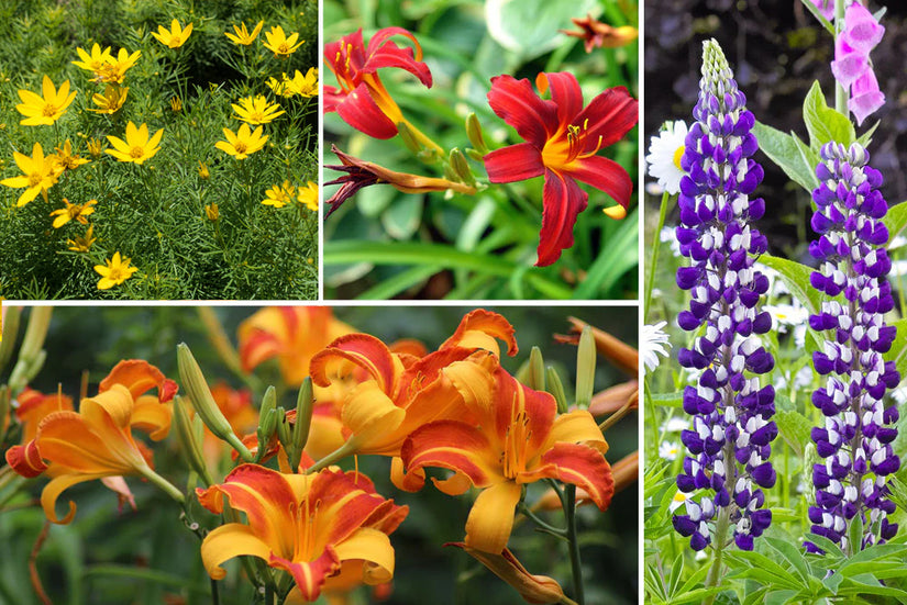 Beetpaket Hanne - Staudenmischung, Mehrfarbige Blumen - Sonne