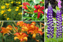 Beetpaket Hanne - Staudenmischung, Mehrfarbige Blumen - Sonne