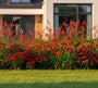 Beetpaket Julian - Bienenfreundliche Gartenpflanzen - Blüht Rot - Sonne