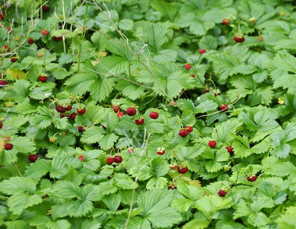 Bio-Walderdbeere - Fragaria vesca