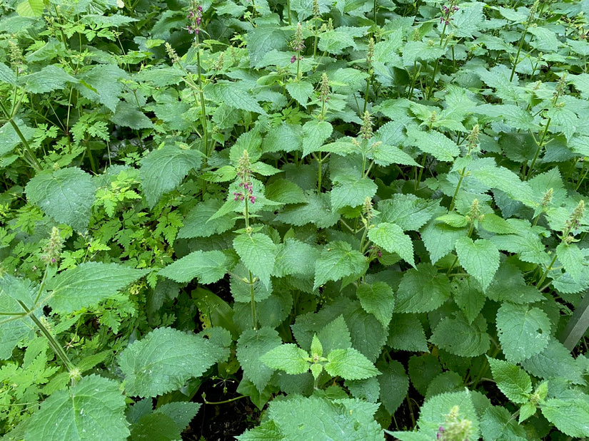 Waldsanddorn - Stachys sylvatica