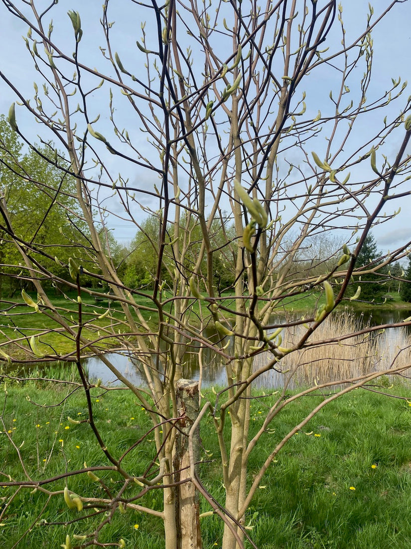 Waldmagnolie - Magnolia acumininata