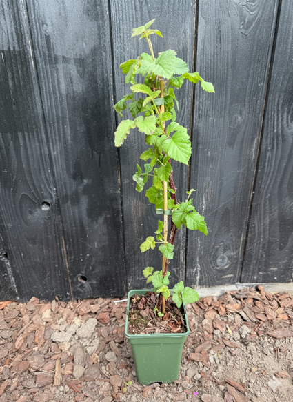 Brombeere - Rubus-Hybride 'Tayberry'