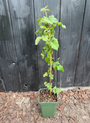 Brombeere - Rubus-Hybride 'Tayberry'