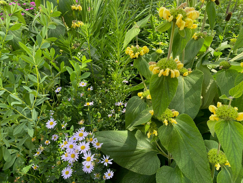 brandkruid 'phlomis' met bloeiende zomeraster