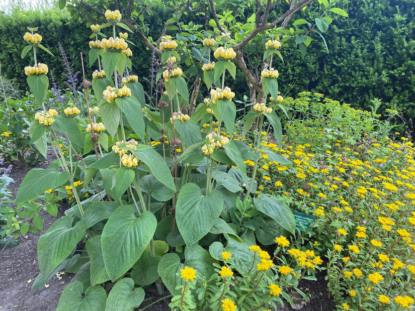 Bio-Weidenröschen - Phlomis russeliana