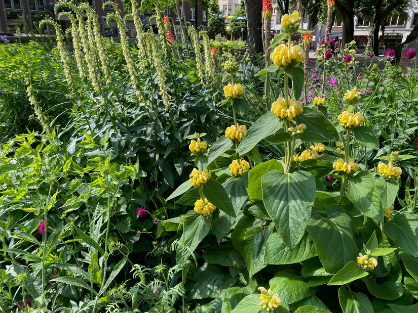 brandkruid phlomis met digitalis, echinacea en knautia