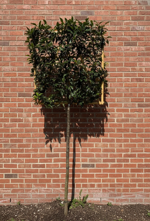 Spalierbaum - Stammhöhe 120 cm