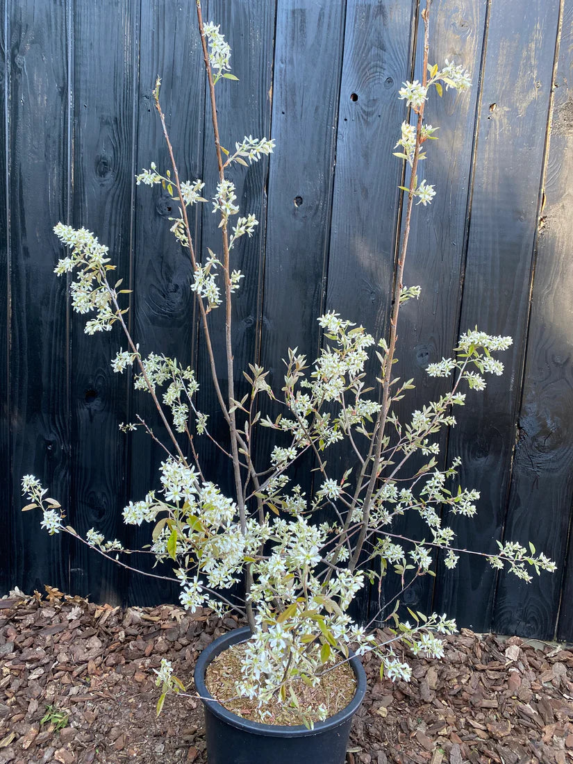 Biologische, mehrstämmige Felsenbirne - Amelanchier lamarckii (giftfrei angebaut)