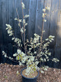 Biologische, mehrstämmige Felsenbirne - Amelanchier lamarckii (giftfrei angebaut)