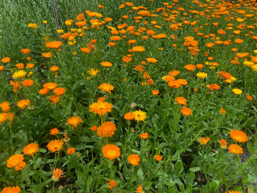 DCM Blumenmischungen - für Nützlinge - Blumensamen für 10m2