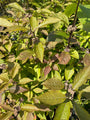 Schönheitsfrucht - Callicarpa bodinieri 'Autumn Glory'