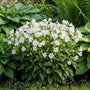 Glockenblume - Campanula glomerata 'Alba'