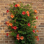 Trompetenkletterpflanze - Campsis x tagliabuana 'Indian Summer'