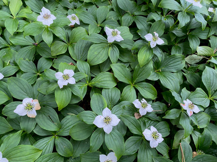 Kriechender Kanadischer Hartriegel – Cornus canadensis Bodendecker (auch pro/m2)