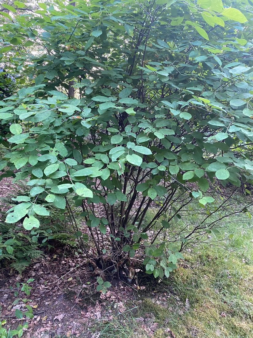 Kanada-Elsbeere - Amelanchier canadensis