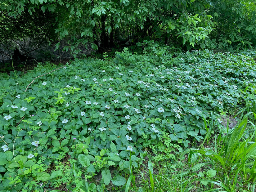 Kriechender Kanadischer Hartriegel – Cornus canadensis Bodendecker (auch pro/m2)