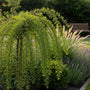 Erbsenstrauch - Caragana arborescens 'Walker'