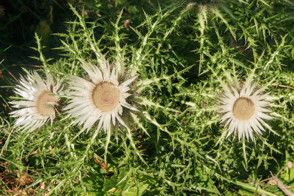 Silberdistel - Carlina acaulis subsp. Simplex