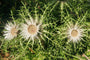 Carlina acaulis subsp. Simplex