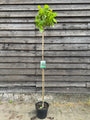 Trompetenbaum - Catalpa bignonioides 'Nana' kugelförmiger Baum am Stamm